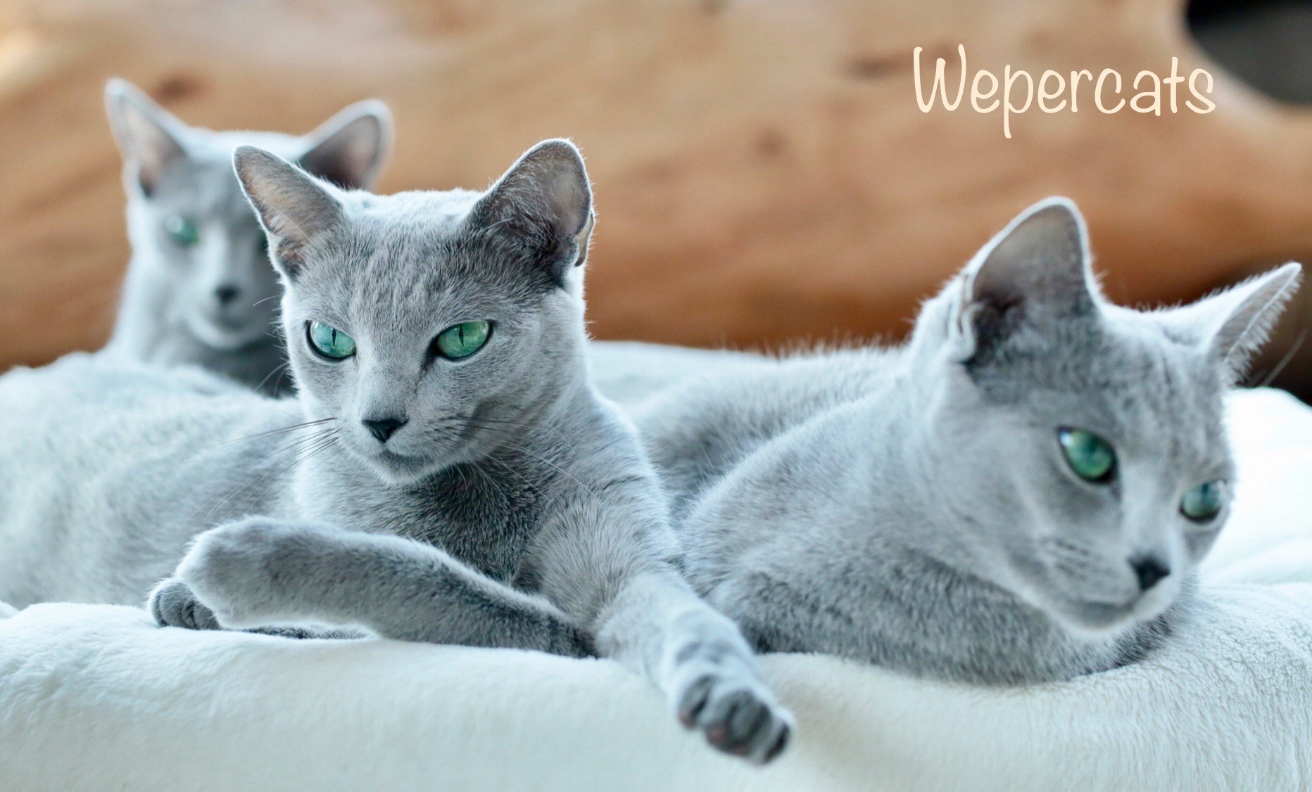 v.d. Weper
