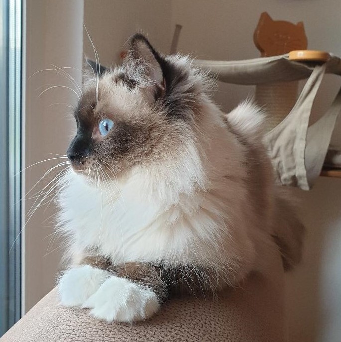 Ragdoll