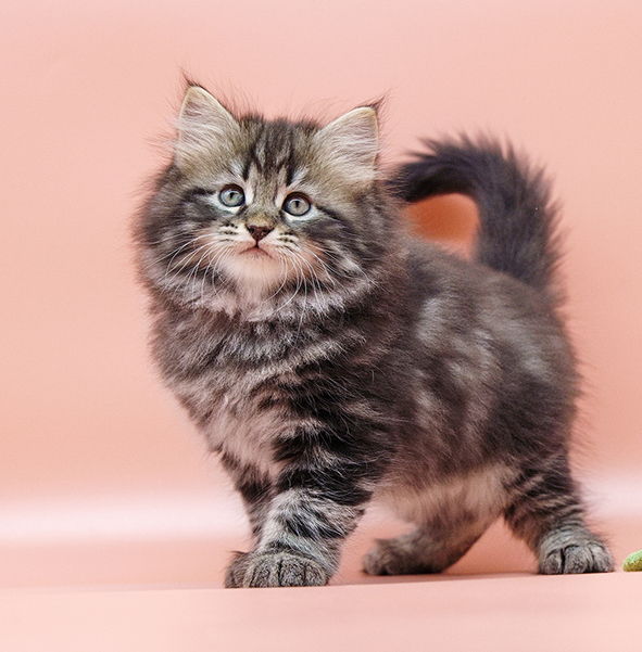 Sibirische Katze